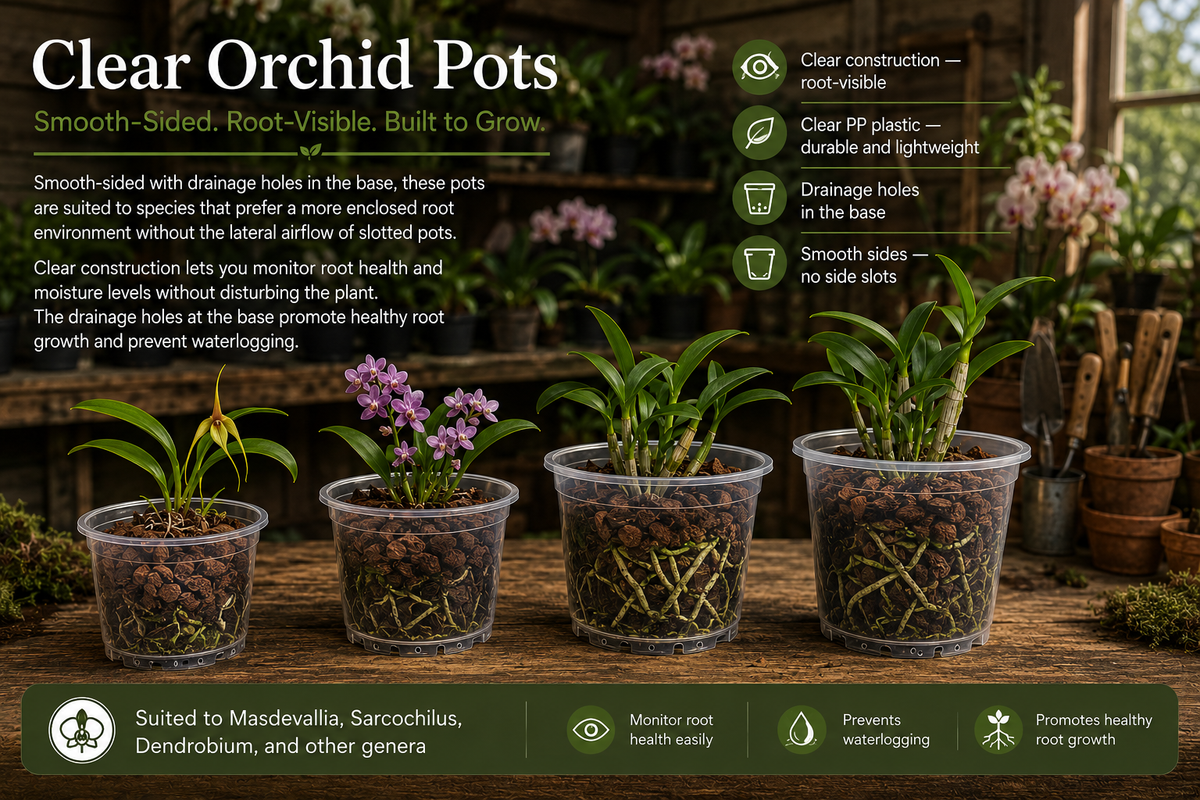 Clear Orchid Pots 130mm shown with orchid growing