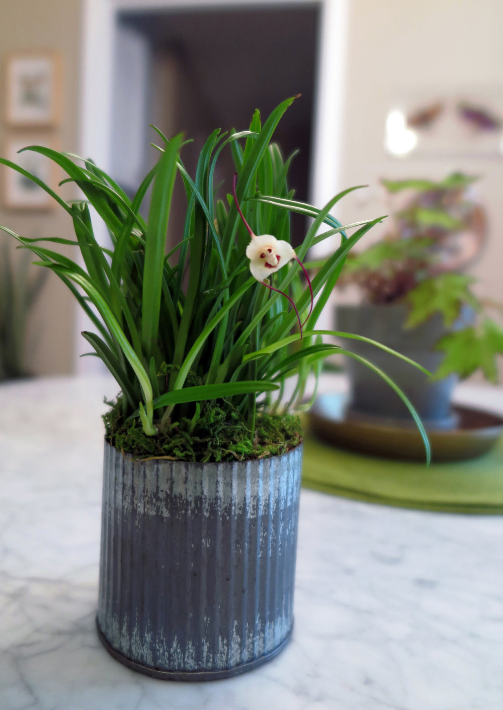 Dracula orchid in saucer humidity tray setup — Do Dracula Orchids Need Saucers?