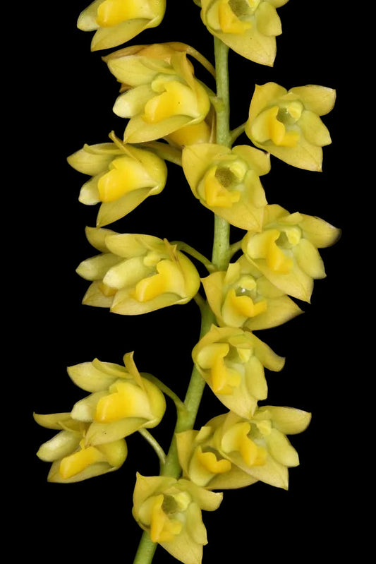 Flowering Dendrobium Monophyllum: What Triggers It and Why It's Often Missed