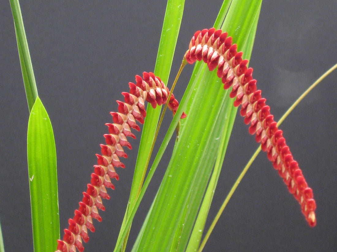 Coelogyne & Dendrochilum Orchid Care Guide
