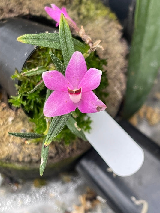 Dendrobium cuthbertsonii in cultivation, cool-growing New Guinea highland orchid