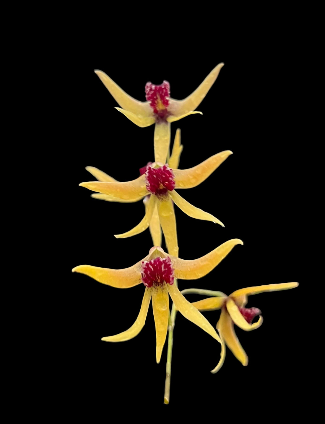 Dockrillia plant showing characteristic terete leaves and mounted growth — What is a Dockrillia?