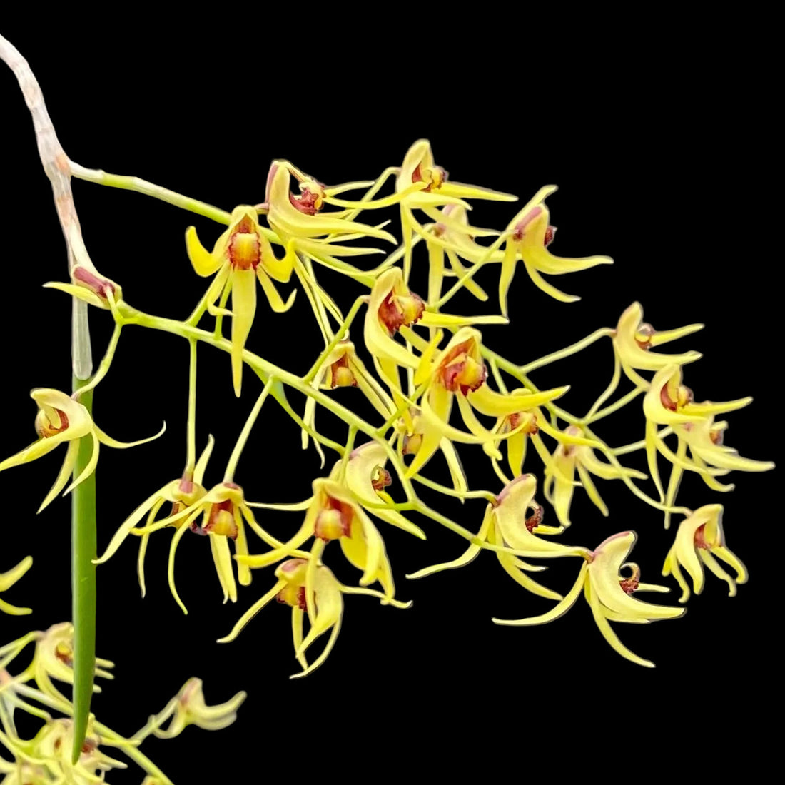 Dockrillia flower spike with pollen — Growing Dockrillia in Southern Australia