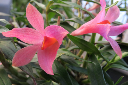 Dendrobium cuthbertsonii flower, New Guinea highland miniature orchid species