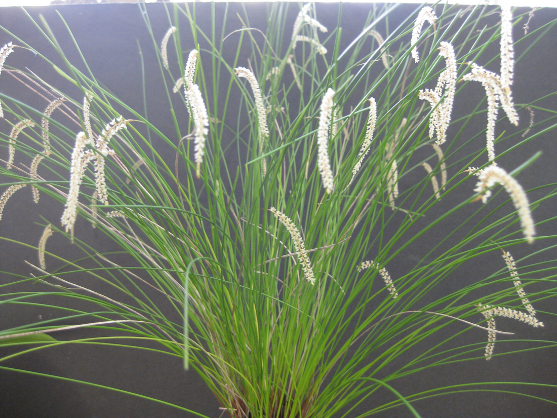 How to Grow Dendrochilum (Chain Orchids) in Australia