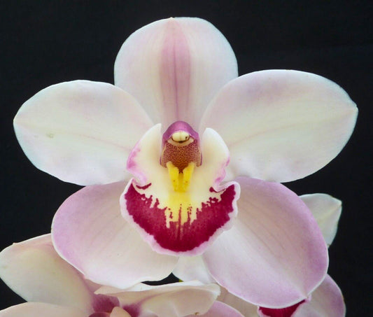 Cymbidium Awesome Era 'Vera' showing root system — Root Rot in Cymbidiums