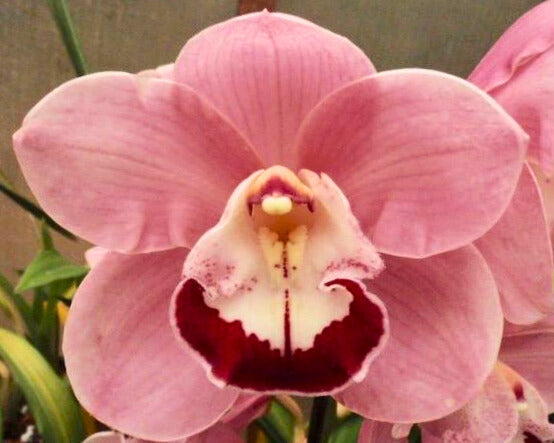 Cymbidium Elisabeth Richard red lip flower — Cool Nights and Cymbidium Flowering