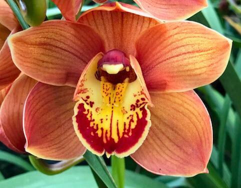 Cymbidium Australian Dural Sunset 'Floyd's Choice' flower — Why Cymbidiums Don't Flower