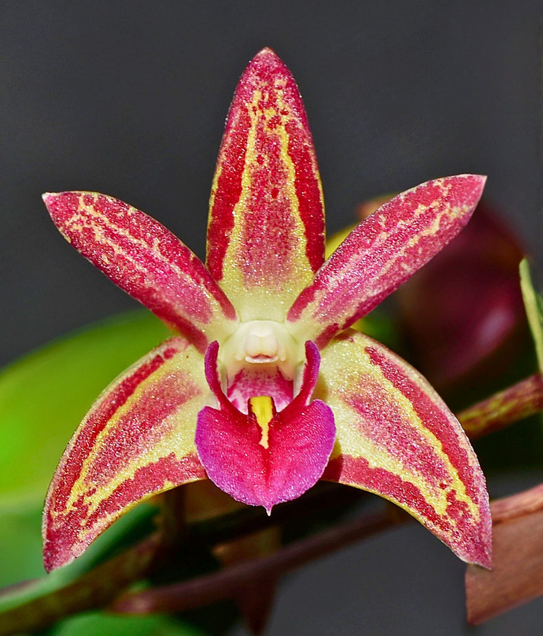 Dendrobium Bellinger Sheen Two Tone flowers — Why Large Dendrobium Hybrids Collapse After Overwatering