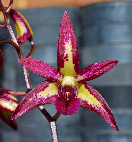 Dendrobium Brimbank Dark Night 'Adam' flower — Why Speciosum and Kingianum Hybrids Need Seasonal Stress to Flower