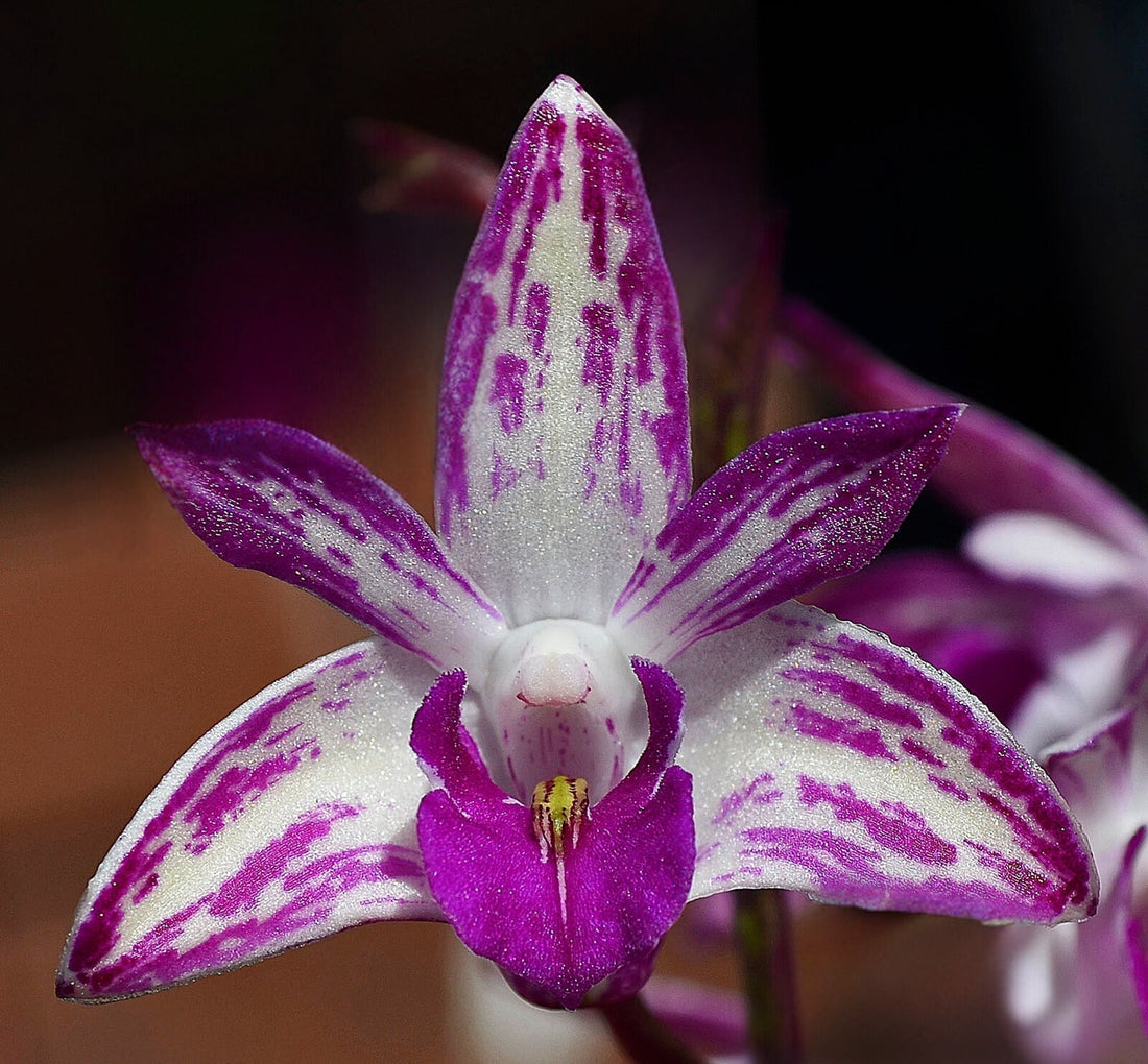 Dendrobium Victorian Flare 'Solid Violet Lip' HCC/ANOS — The First Few Days Aftercare for Newly Arrived Orchids