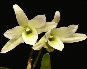 Dendrobium moniliforme Suitan-Suihou green flowers — Dendrobium Monophyllum Care Guide