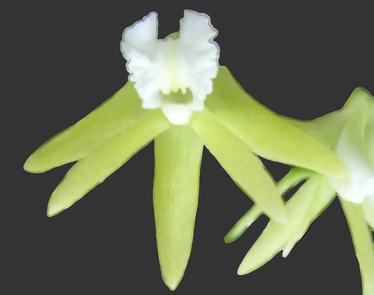 Dockrillia striolata mounted on bark showing characteristic terete leaves — Dockrillia Care Guide