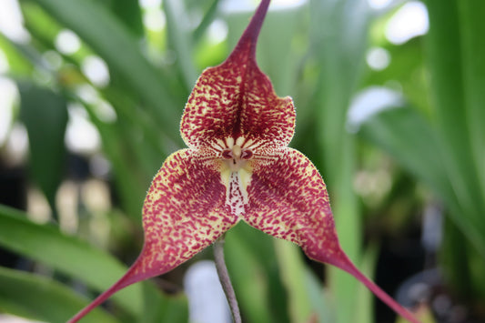 Dracula chiroptera yellow flower showing pendant habit — Dracula Orchid Care Guide