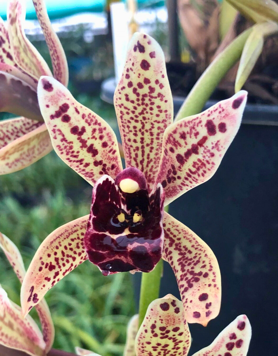 Cymbidium Funky Devon 'Gerald' flower close-up — Cymbidium Orchid Care Guide