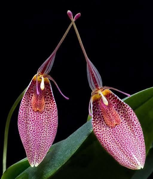 How to Grow Restrepia Orchids — and Propagate Them from Leaf Keikis