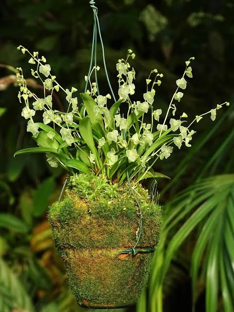 Pleurothallid Orchid Care Guide