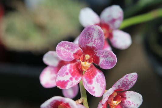 Sarcochilus Heidi × (Fairy × Zoe) parent plant — Why Sarcochilus Rot Despite Careful Watering