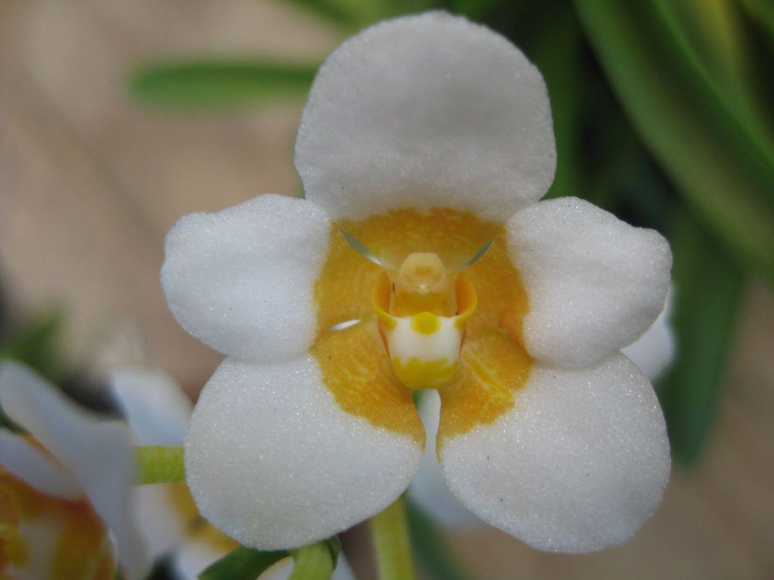 Sarcochilus seedling showing healthy growth without flowering — Why Some Orchids Grow Well but Never Flower