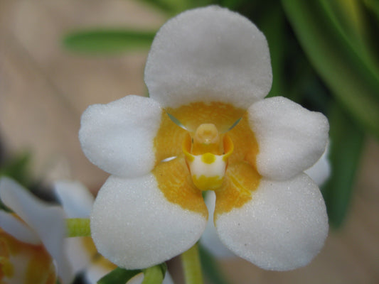 Sarcochilus seedling showing healthy growth without flowering — Why Some Orchids Grow Well but Never Flower
