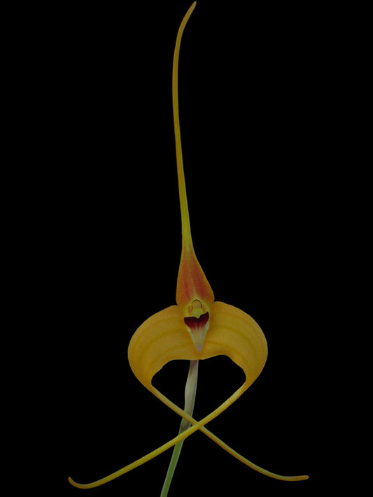 Care Guide — Dracuvallia & Porrovallia Orchids