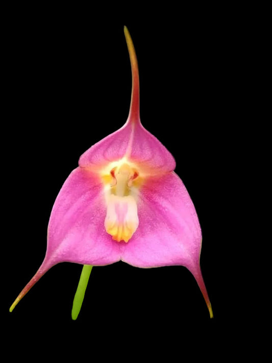 Growing Dracuvallia & Porrovallia: What to Expect