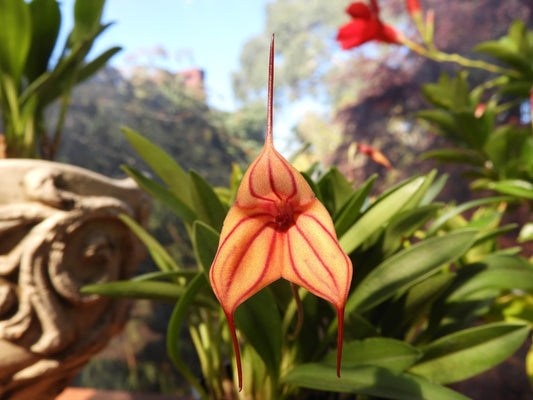 Masdevallia Partizan 'Wine Stripes' flower — Why Masdevallia Respond Best to Very Mild Feeding