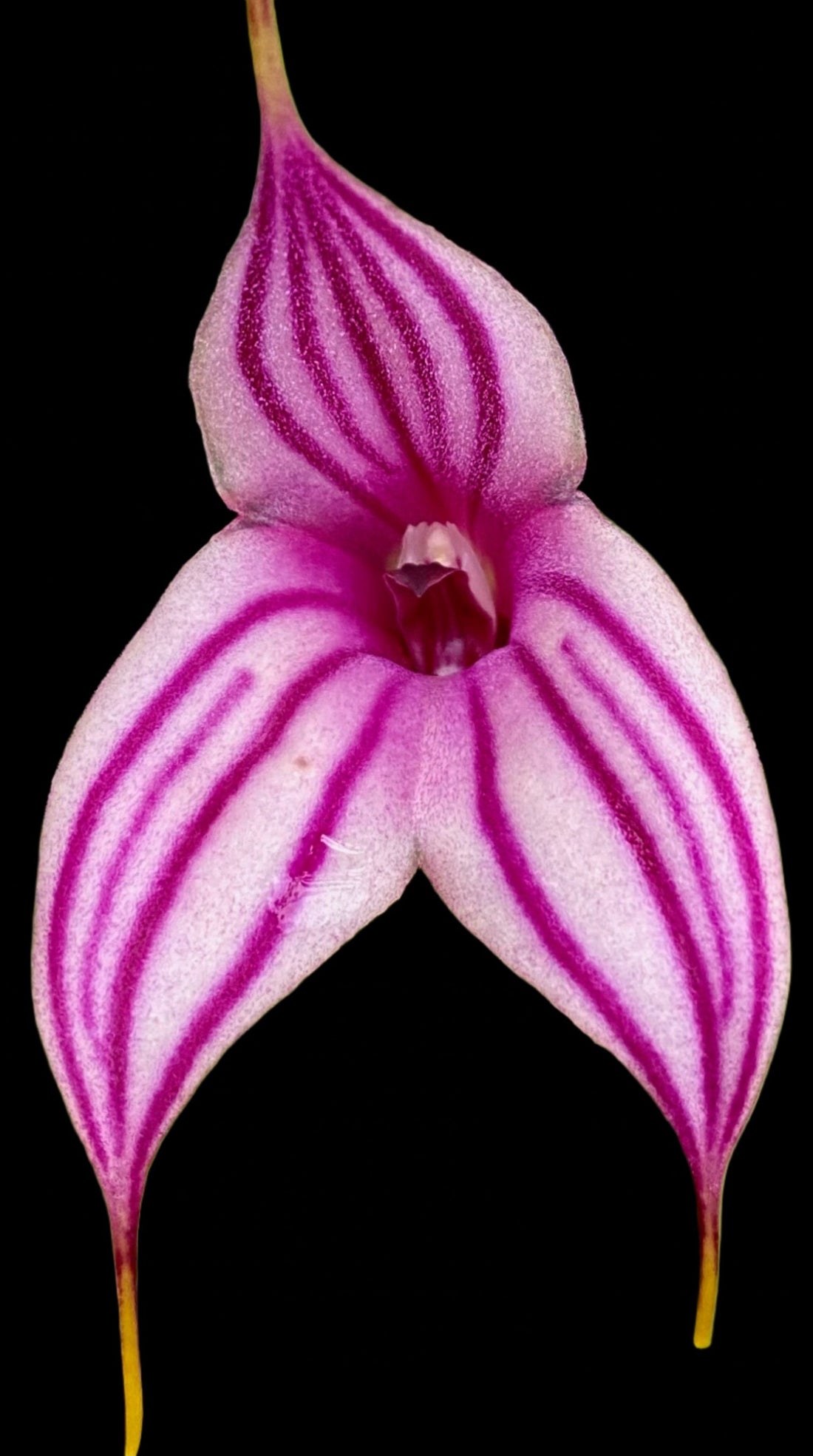 Masdevallia growing environment showing shadehouse conditions — Keeping Masdevallia Cool in Summer