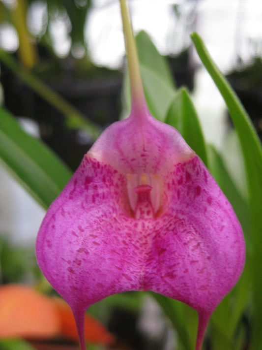 Masdevallia Latacunga Morado Spot flower — Bark, Moss, or Mix? Masdevallia Potting Media