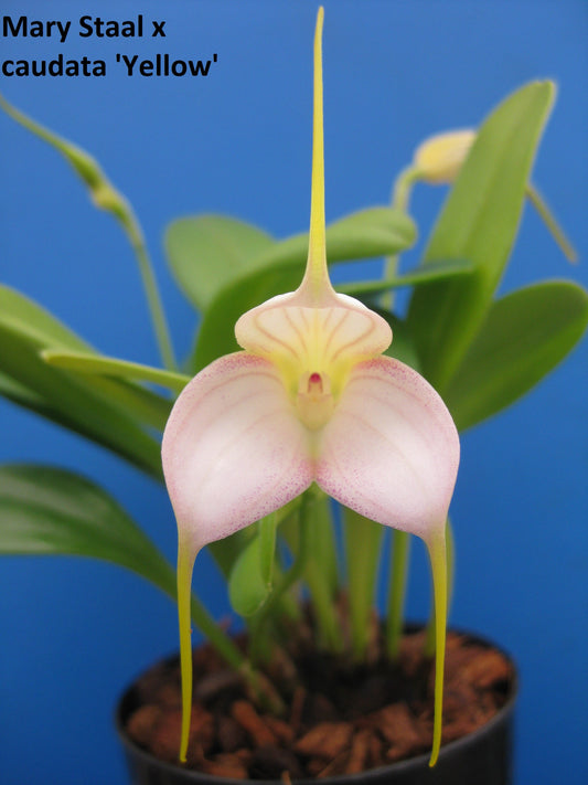Masdevallia Mary Staal × caudata yellow flower form — Masdevallia Orchid Care Guide