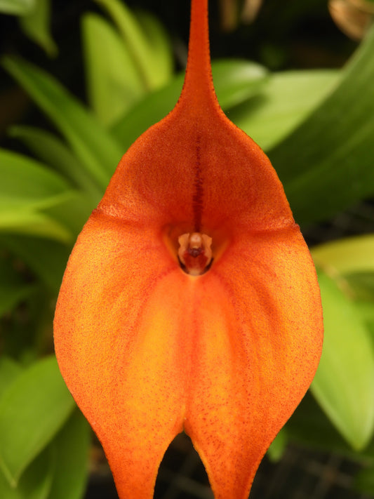 Masdevallia Orinoco 'Triple X' AM/AOC flower — Why Repotting Masdevallia Often Fails
