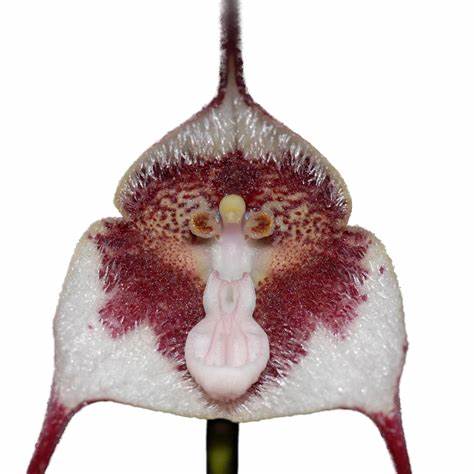 Dracula orchid in warm conditions showing stress signs — Why Dracula Orchids Crash in Summer