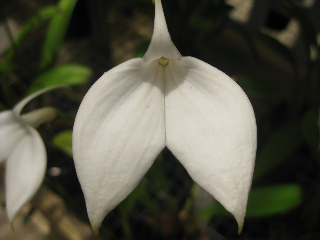 Masdevallia coccinea Alba Snowbird flower — Why Cool-Growing Orchids Fail in Warm Australian Homes