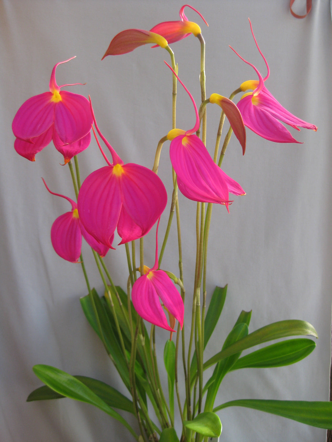 Masdevallia coccinea 'Harryana' flower — General Cool-Growing Orchid Care Guide