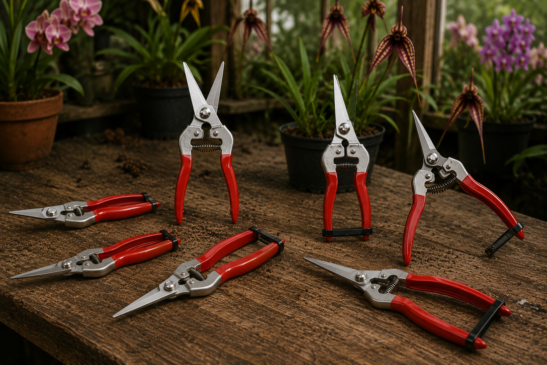 Pruning and Cutting Orchids — Tools, Technique, and Disease Management