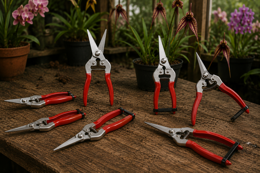 Pruning and Cutting Orchids — Tools, Technique, and Disease Management