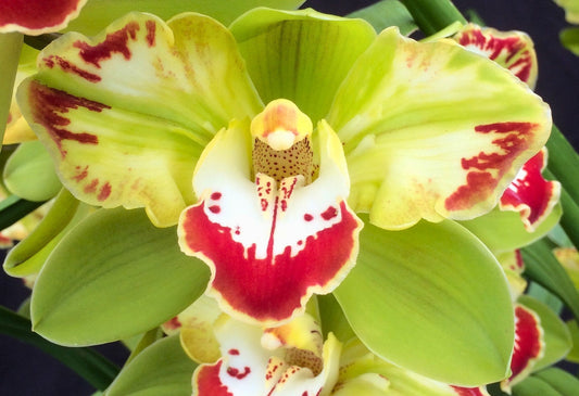 Cymbidium being repotted showing root disturbance — Repotting Timing and Flower Loss in Cymbidiums