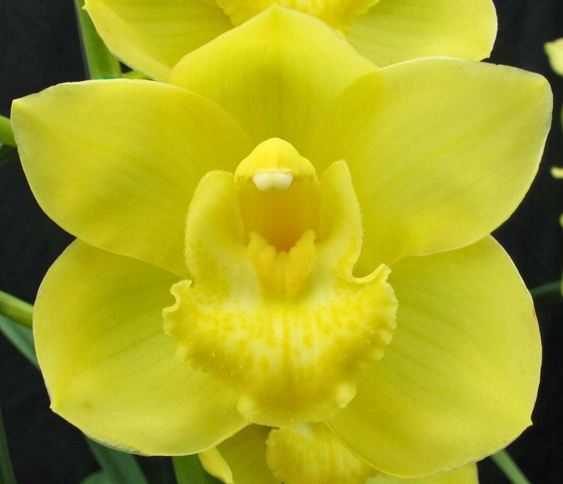 Cool-growing orchid in pot showing moisture conditions — Watering Cool-Growing Orchids