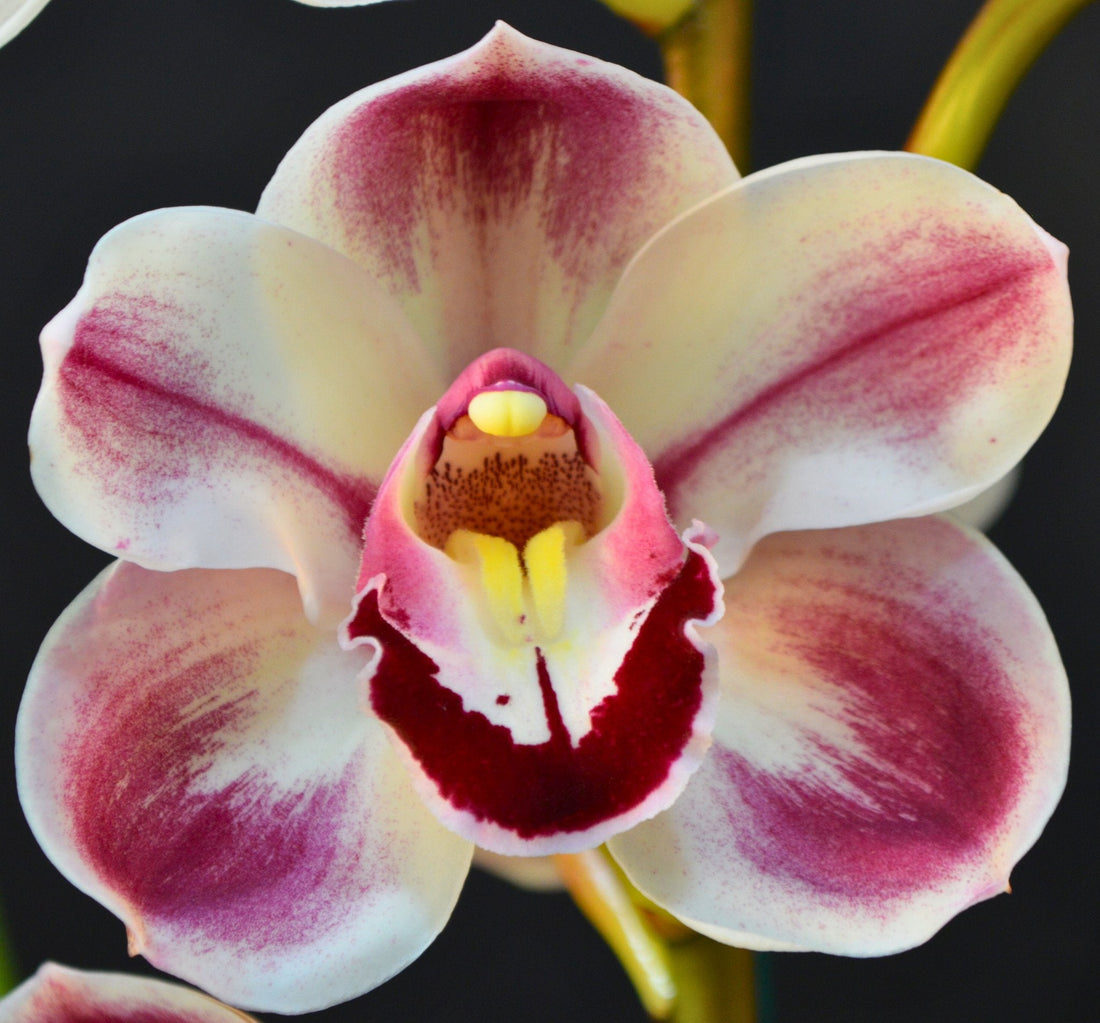 Orchid roots and potting media — When Should You Repot Cool-Growing Orchids?