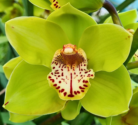 Cymbidium orchid in warm summer conditions — Heat Stress in Cymbidiums