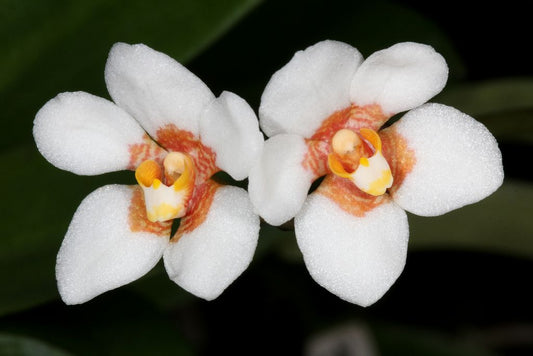 Sarcochilus orchid flowers showing white and yellow colouration — Sarcochilus Orchid Care Guide