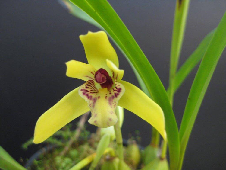 Maxillaria porphyrostele flower, yellow with a red-striped lip