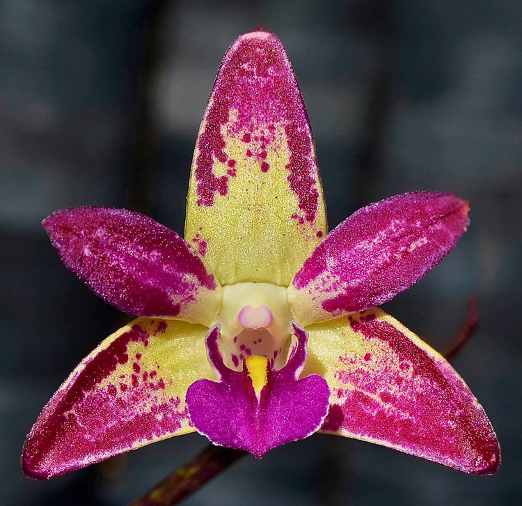 Dendrobium Orchids