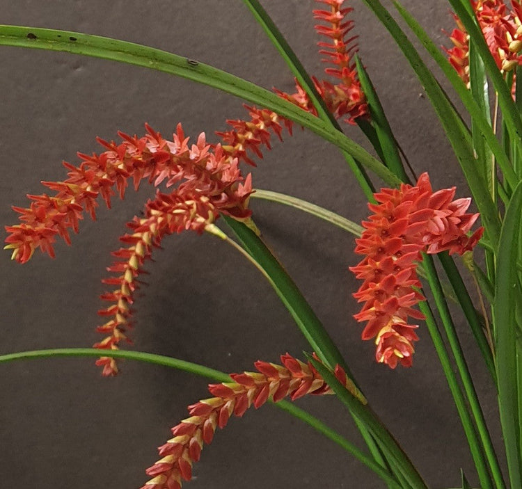 Coelogyne wenzelii (syn. Dendrochilum wenzelii) red form, arching chains of red flowers