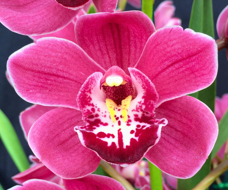 Cymbidium Orchids