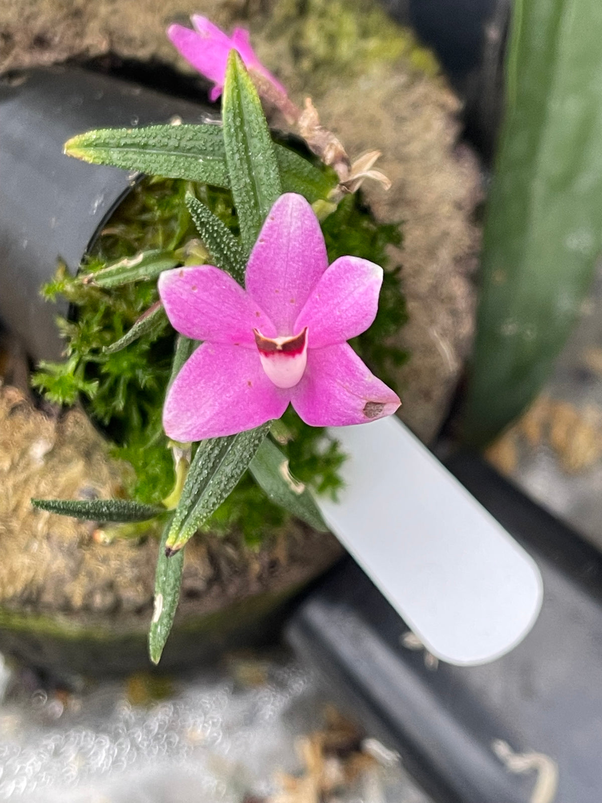 Dendrobium cuthbertsonii