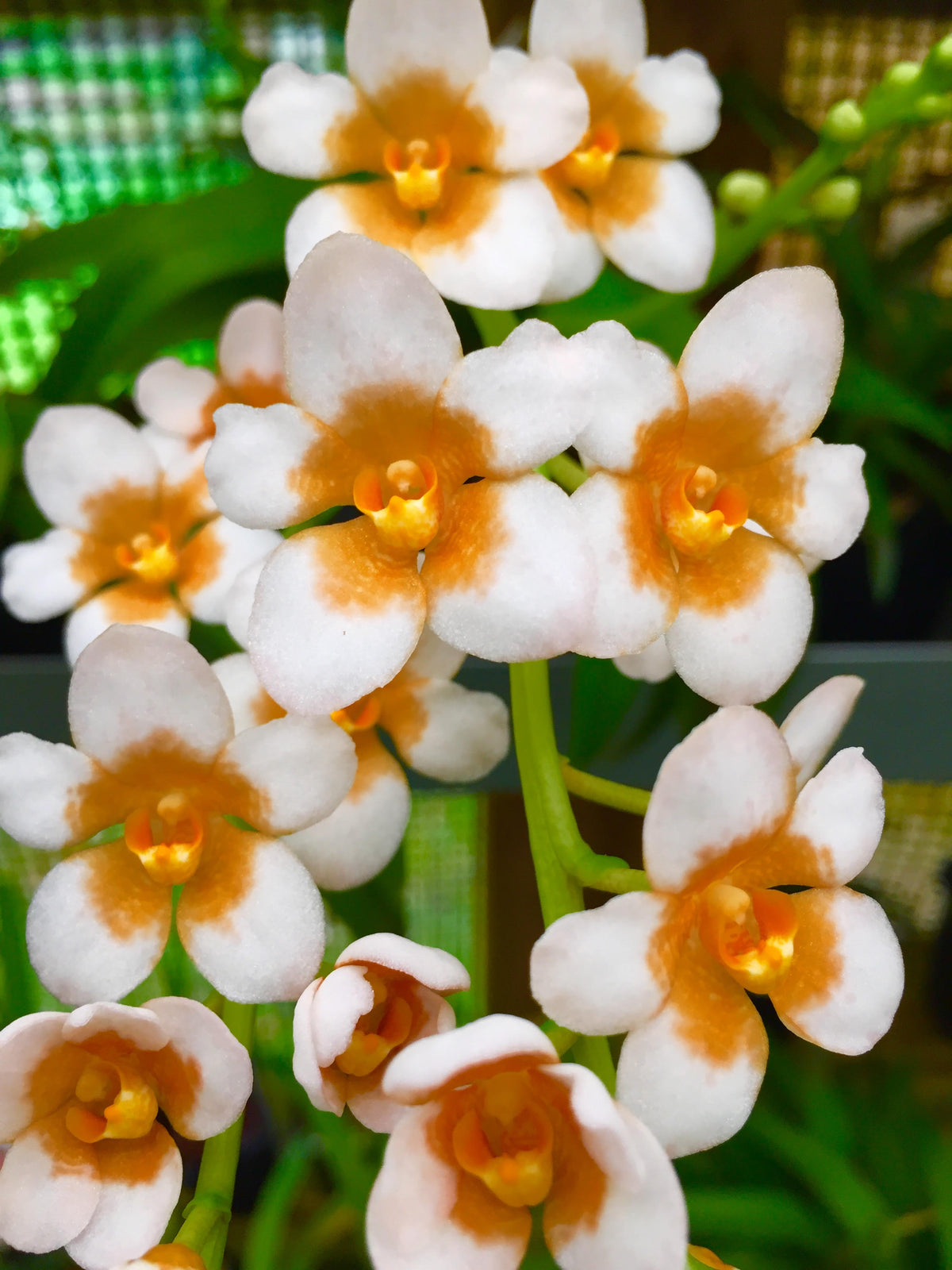 Sarcochilus