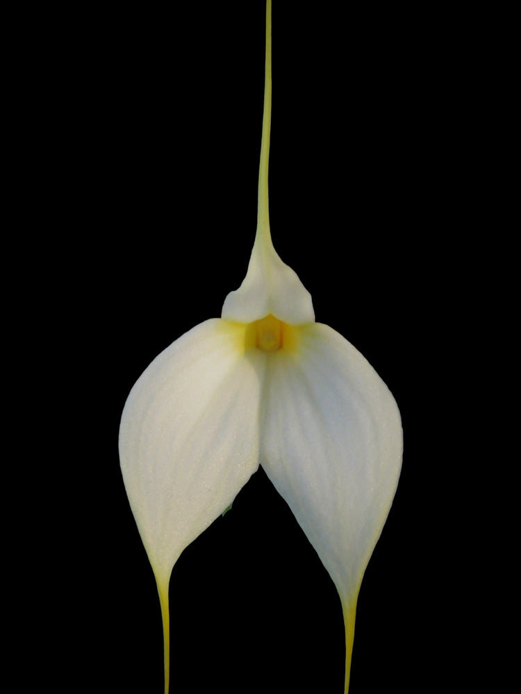 Masdevallia Orchids - Belgrave Orchids