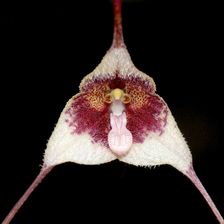 Monkey face orchid showing distinctive face-like floral markings