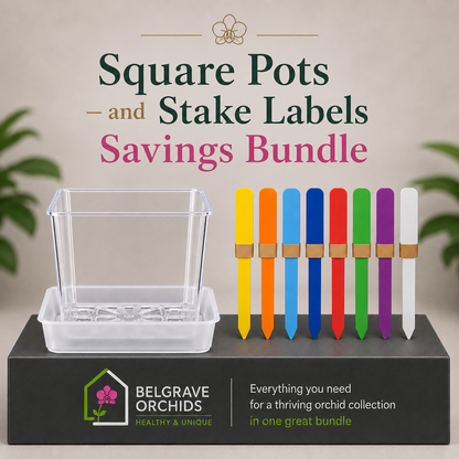 Premium Square Pot Duo — Square Clear Pots 105mm x 10 & 125mm x 5 + Flat Labels x20